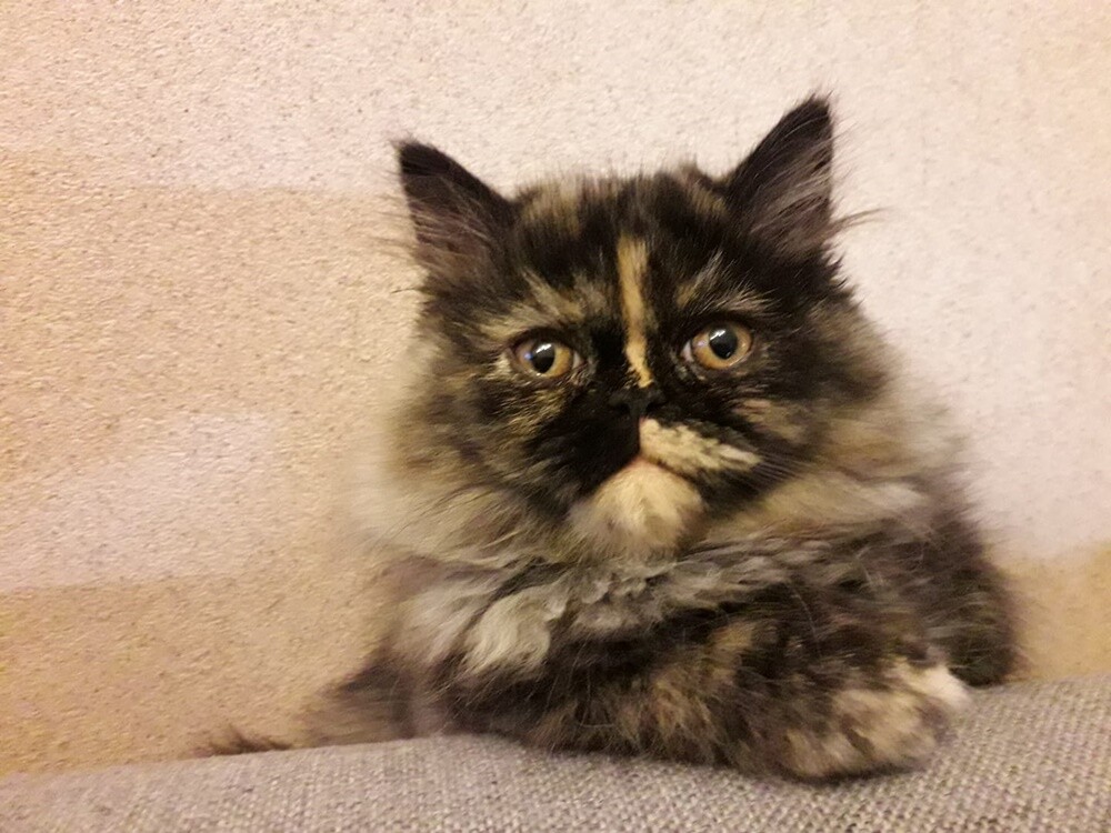 Międzynarodowy Dzień Kota. / fot. Czytelnicy