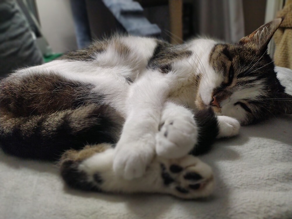 Międzynarodowy Dzień Kota. / fot. Czytelnicy