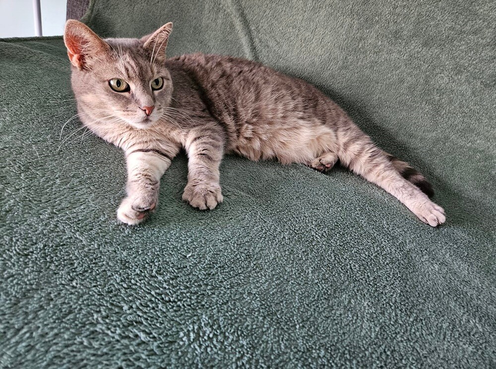 Międzynarodowy Dzień Kota. / fot. Czytelnicy