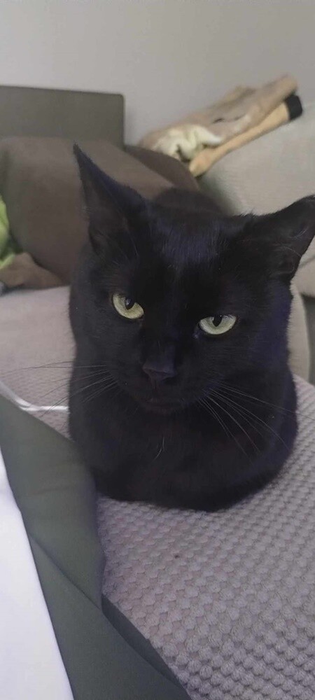 Międzynarodowy Dzień Kota. / fot. Czytelnicy