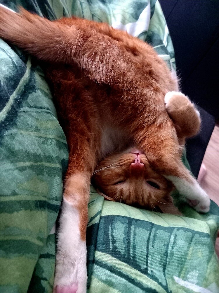 Międzynarodowy Dzień Kota. / fot. Czytelnicy