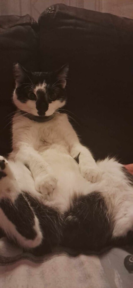 Międzynarodowy Dzień Kota. / fot. Czytelnicy