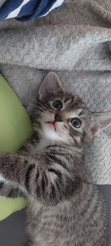 Międzynarodowy Dzień Kota. / fot. Czytelnicy