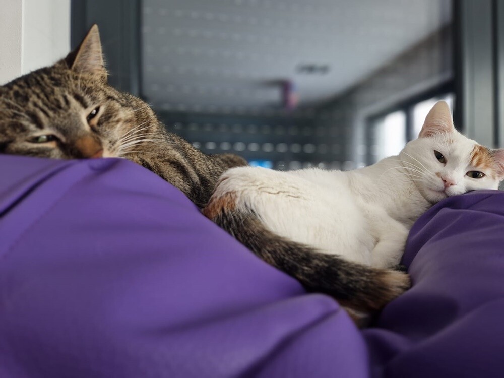 Międzynarodowy Dzień Kota. / fot. Czytelnicy