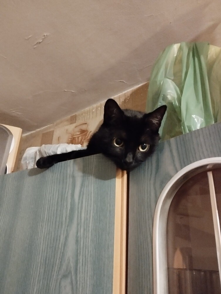 Międzynarodowy Dzień Kota. / fot. Czytelnicy