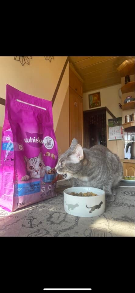 Międzynarodowy Dzień Kota. / fot. Czytelnicy