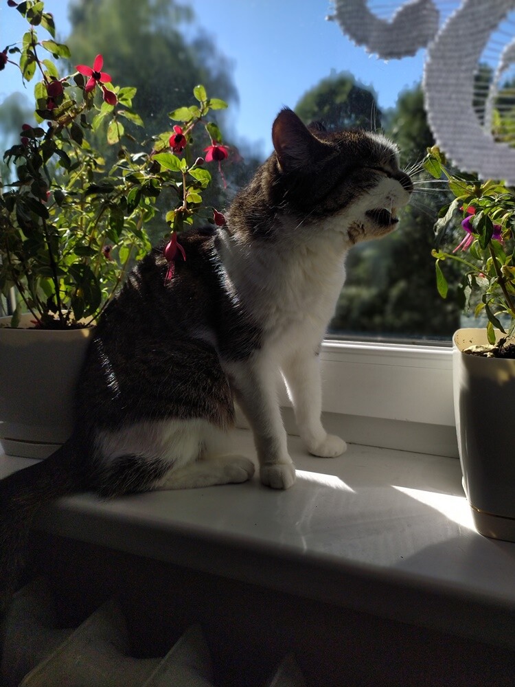 Międzynarodowy Dzień Kota. / fot. Czytelnicy