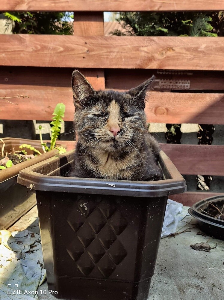 Międzynarodowy Dzień Kota. / fot. Czytelnicy