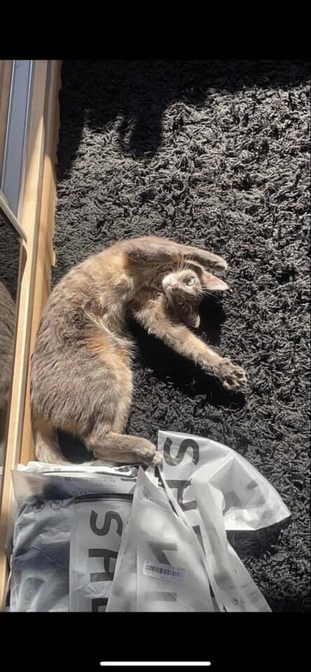 Międzynarodowy Dzień Kota. / fot. Czytelnicy