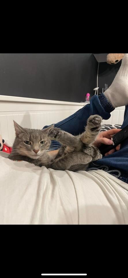 Międzynarodowy Dzień Kota. / fot. Czytelnicy