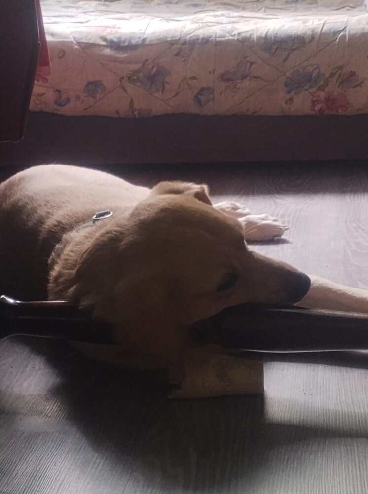 26 sierpnia świętowaliśmy Międzynarodowy Dzień Psa. Oto pupile naszych Czytelników.