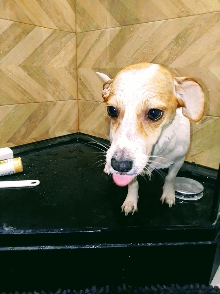 26 sierpnia świętowaliśmy Międzynarodowy Dzień Psa. Oto pupile naszych Czytelników.