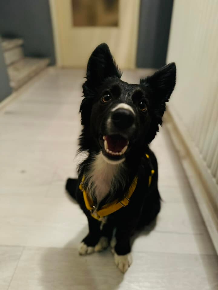 26 sierpnia świętowaliśmy Międzynarodowy Dzień Psa. Oto pupile naszych Czytelników.