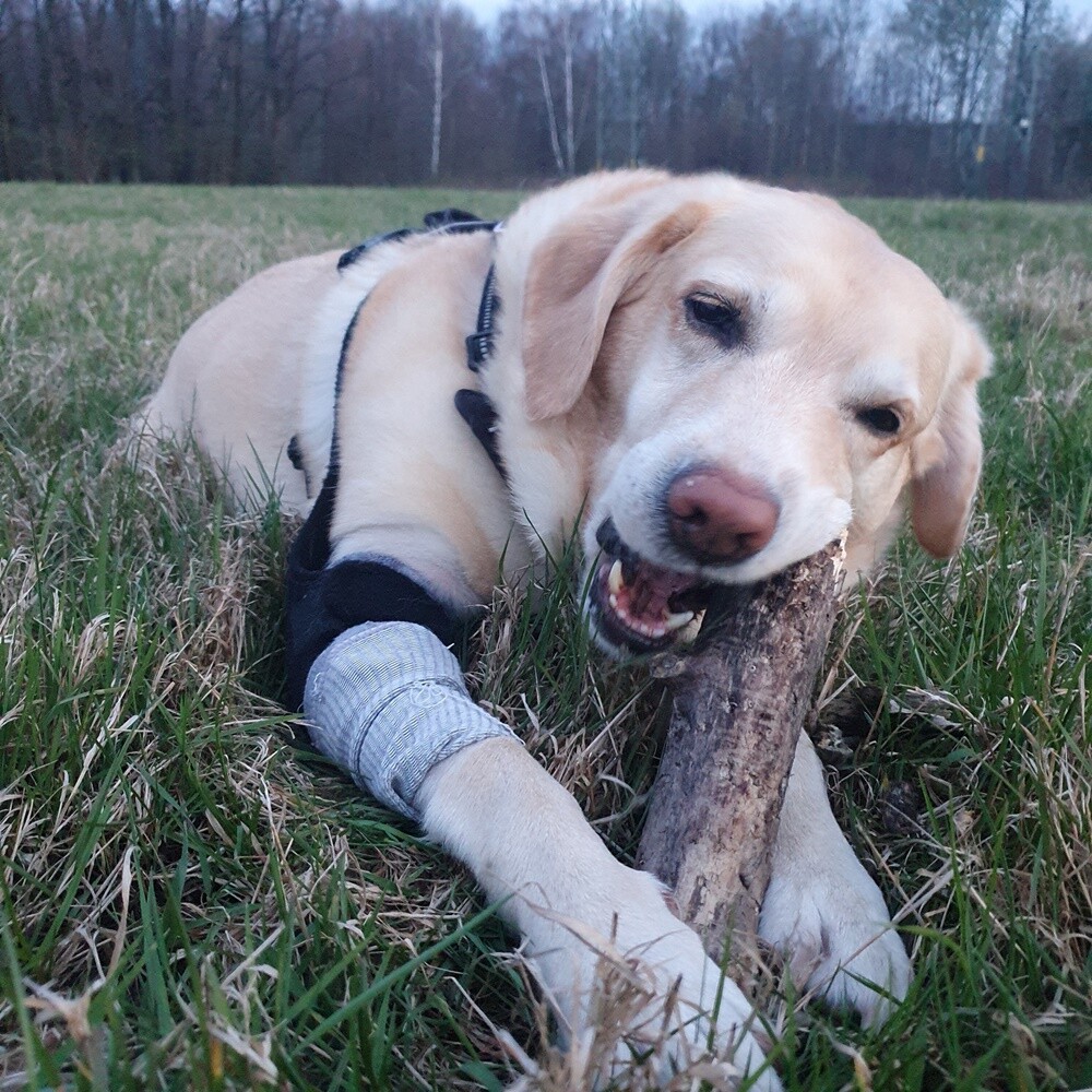 26 sierpnia świętowaliśmy Międzynarodowy Dzień Psa. Oto pupile naszych Czytelników.