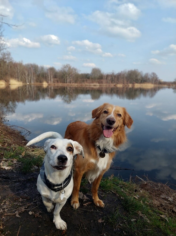 26 sierpnia świętowaliśmy Międzynarodowy Dzień Psa. Oto pupile naszych Czytelników.