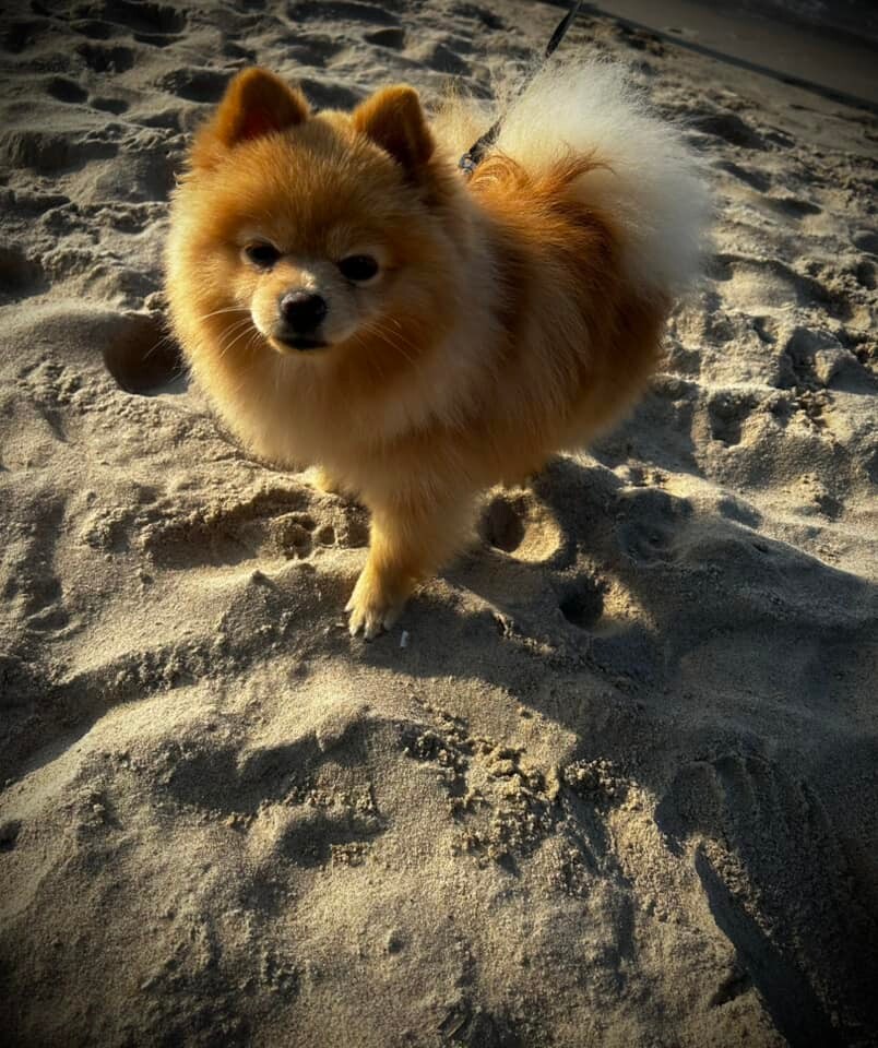 26 sierpnia świętowaliśmy Międzynarodowy Dzień Psa. Oto pupile naszych Czytelników.