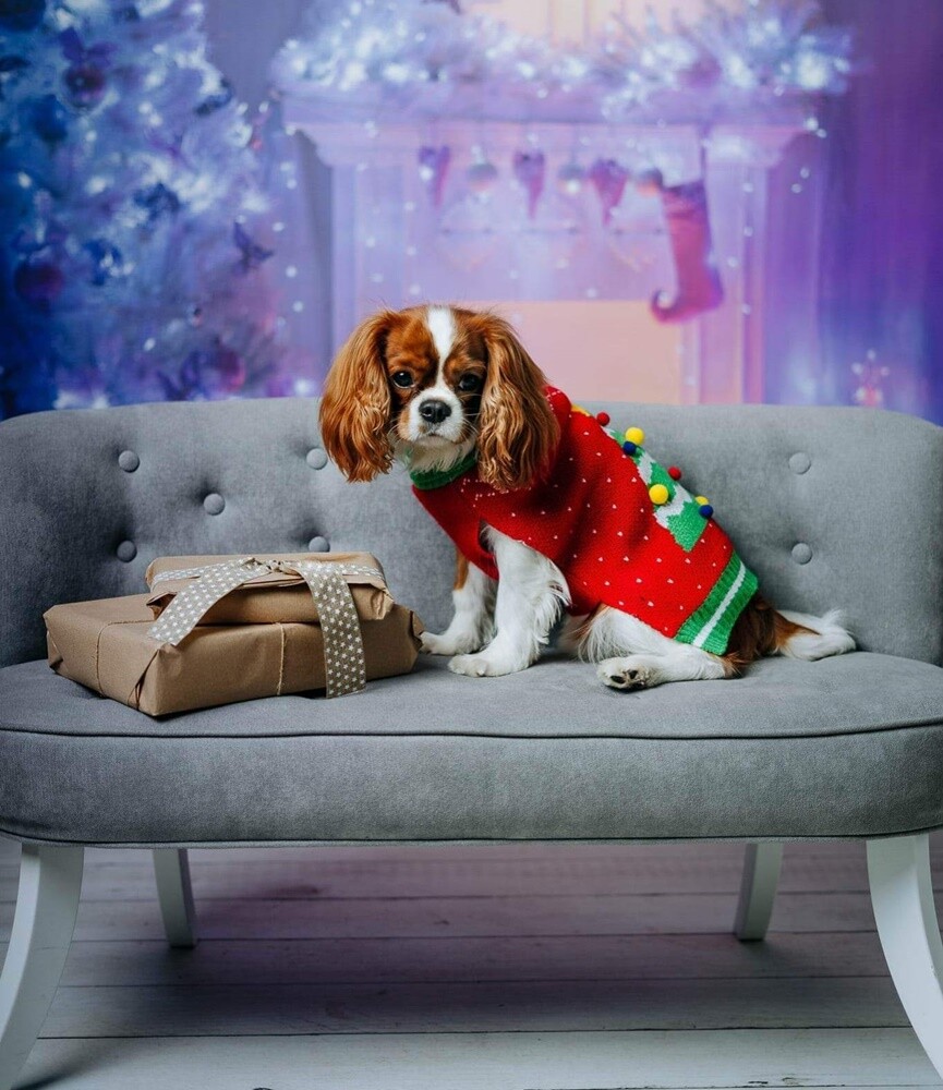 26 sierpnia świętowaliśmy Międzynarodowy Dzień Psa. Oto pupile naszych Czytelników.