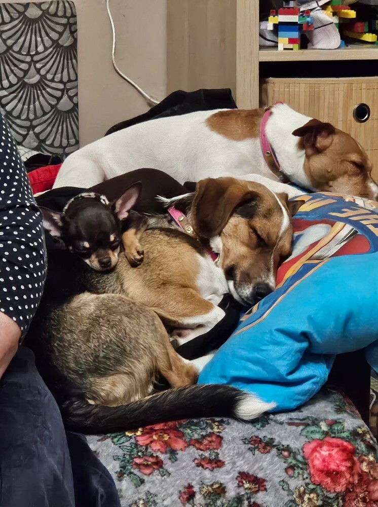 26 sierpnia świętowaliśmy Międzynarodowy Dzień Psa. Oto pupile naszych Czytelników.