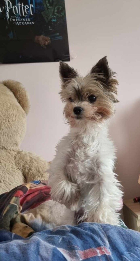 26 sierpnia świętowaliśmy Międzynarodowy Dzień Psa. Oto pupile naszych Czytelników.