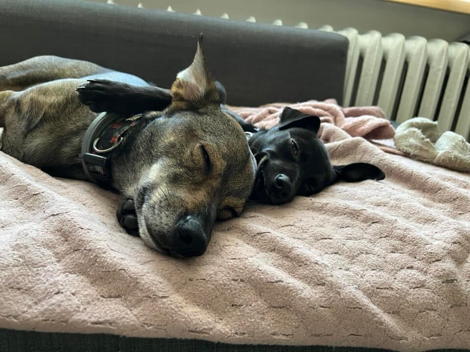 26 sierpnia świętowaliśmy Międzynarodowy Dzień Psa. Oto pupile naszych Czytelników.