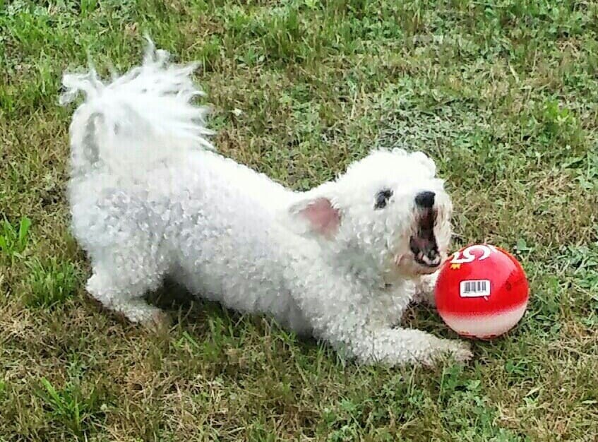 26 sierpnia świętowaliśmy Międzynarodowy Dzień Psa. Oto pupile naszych Czytelników.