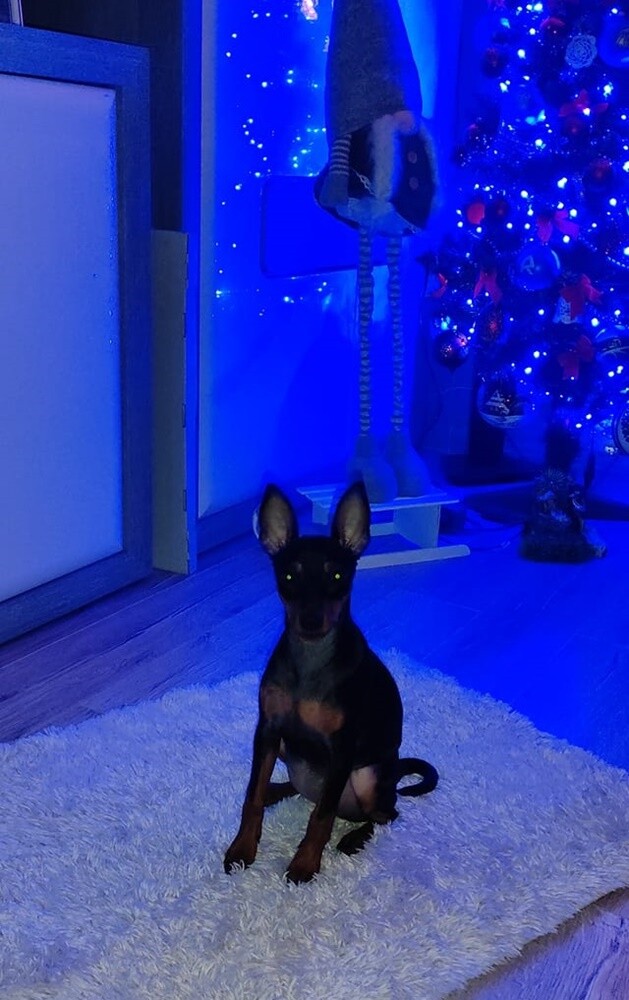 26 sierpnia świętowaliśmy Międzynarodowy Dzień Psa. Oto pupile naszych Czytelników.