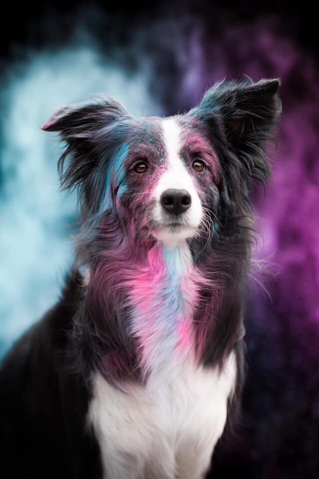 26 sierpnia świętowaliśmy Międzynarodowy Dzień Psa. Oto pupile naszych Czytelników.