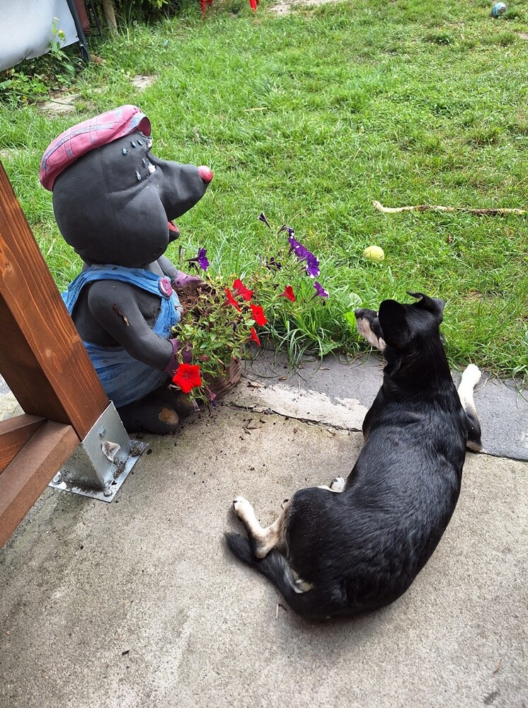 26 sierpnia świętowaliśmy Międzynarodowy Dzień Psa. Oto pupile naszych Czytelników.