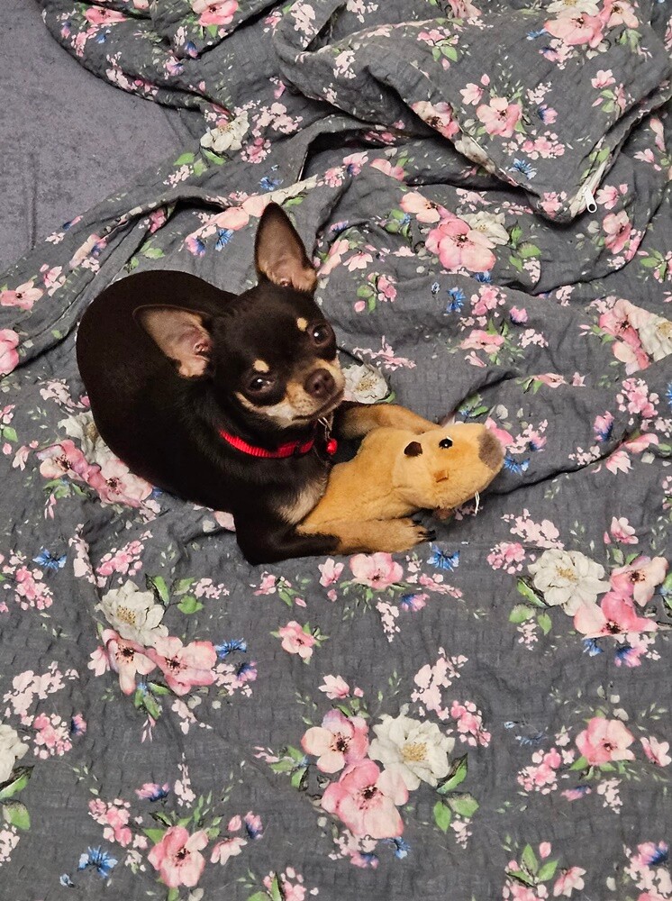 26 sierpnia świętowaliśmy Międzynarodowy Dzień Psa. Oto pupile naszych Czytelników.