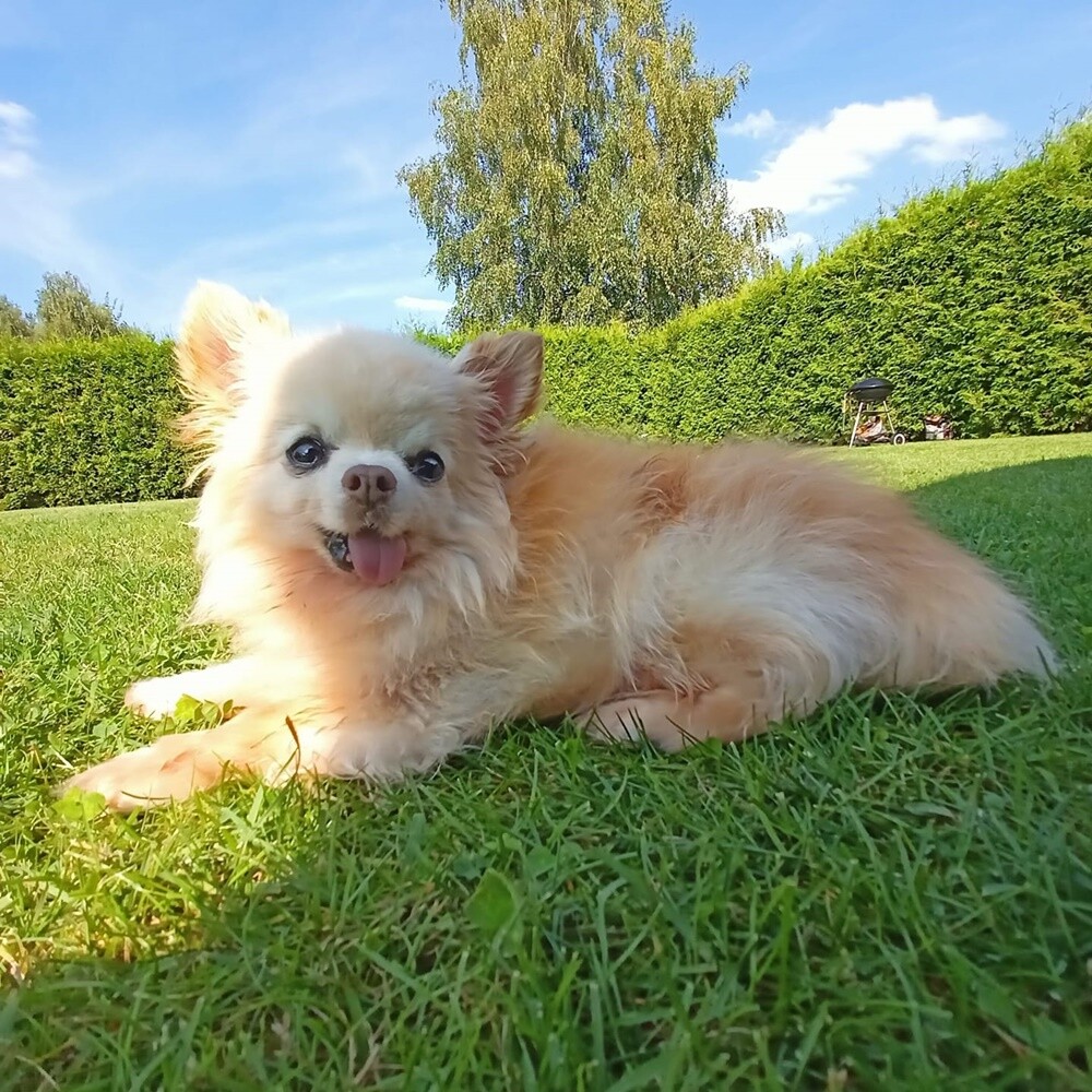 26 sierpnia świętowaliśmy Międzynarodowy Dzień Psa. Oto pupile naszych Czytelników.