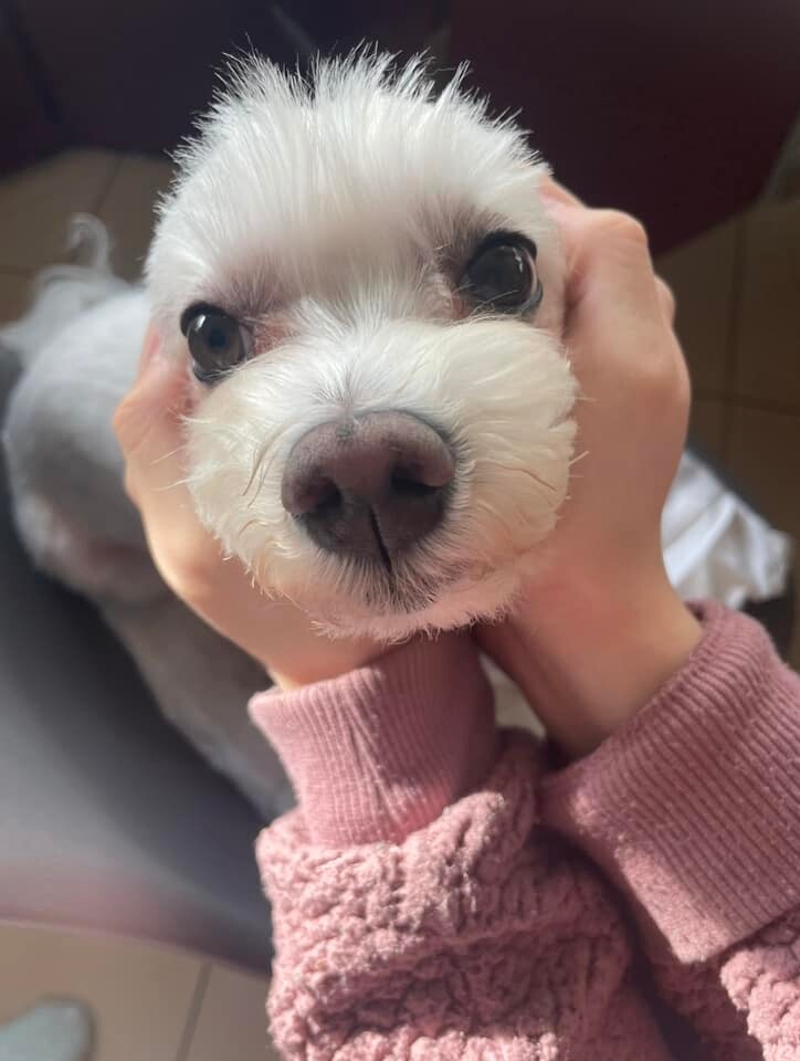 26 sierpnia świętowaliśmy Międzynarodowy Dzień Psa. Oto pupile naszych Czytelników.