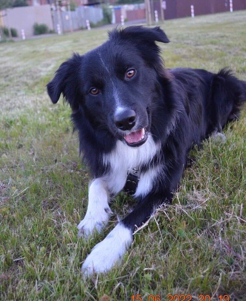 26 sierpnia świętowaliśmy Międzynarodowy Dzień Psa. Oto pupile naszych Czytelników.