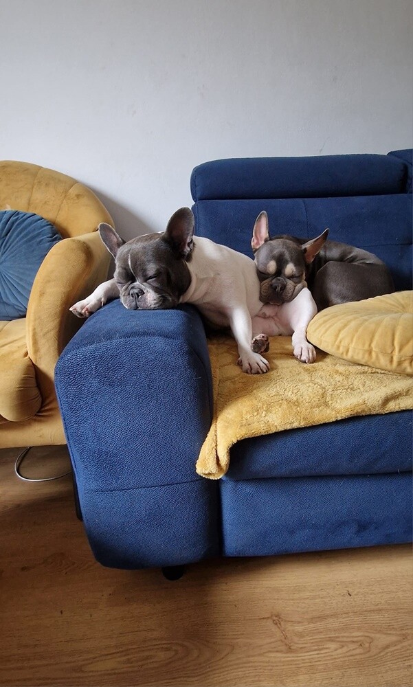 26 sierpnia świętowaliśmy Międzynarodowy Dzień Psa. Oto pupile naszych Czytelników.