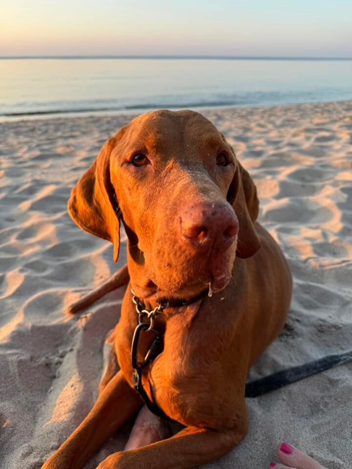 26 sierpnia świętowaliśmy Międzynarodowy Dzień Psa. Oto pupile naszych Czytelników.