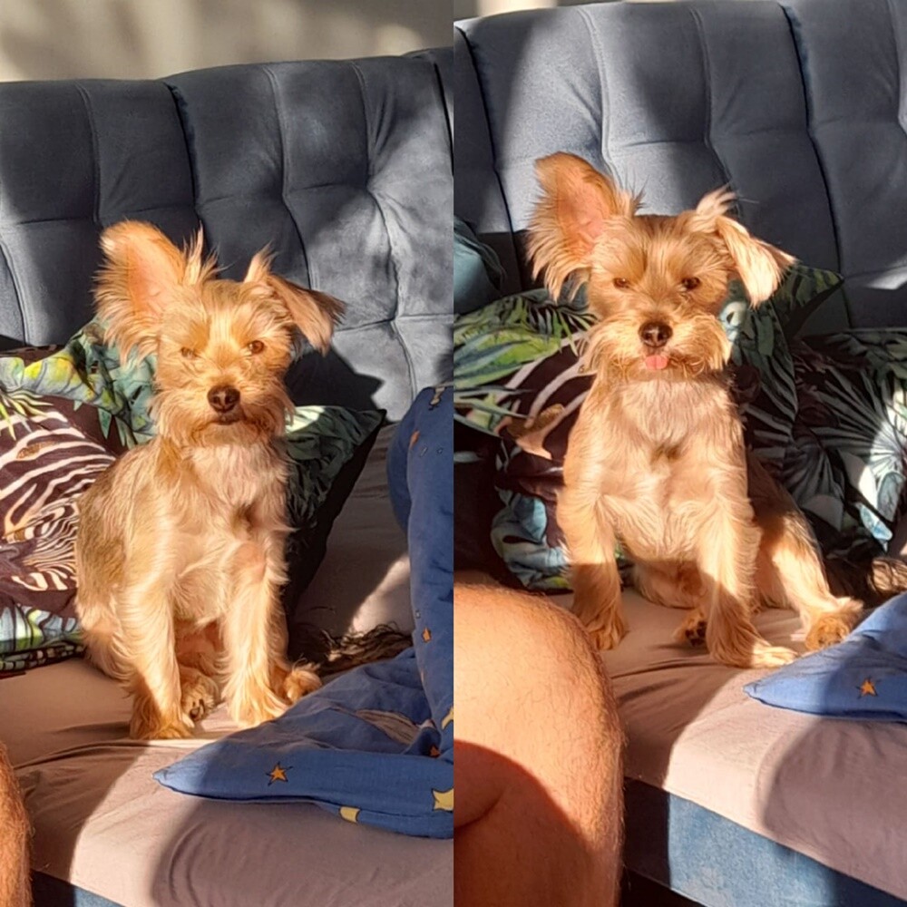 26 sierpnia świętowaliśmy Międzynarodowy Dzień Psa. Oto pupile naszych Czytelników.