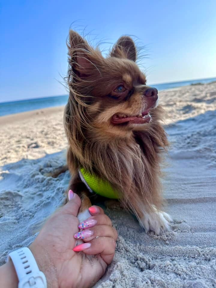 26 sierpnia świętowaliśmy Międzynarodowy Dzień Psa. Oto pupile naszych Czytelników.