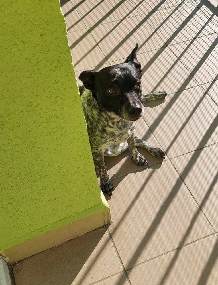 26 sierpnia świętowaliśmy Międzynarodowy Dzień Psa. Oto pupile naszych Czytelników.