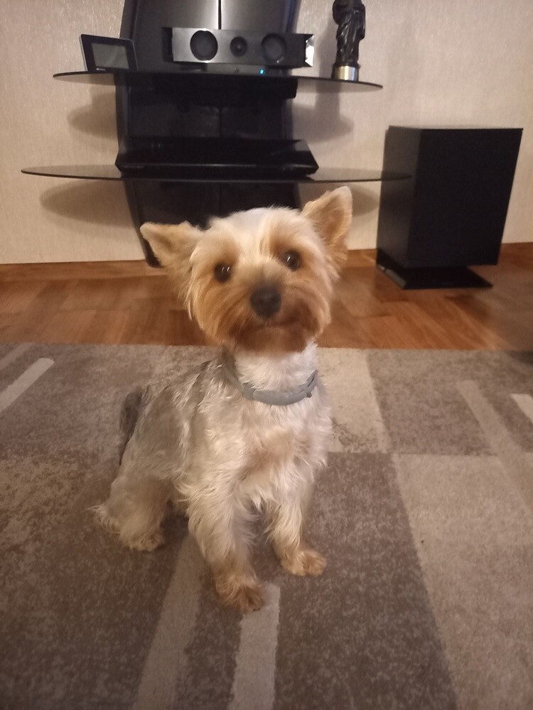 26 sierpnia świętowaliśmy Międzynarodowy Dzień Psa. Oto pupile naszych Czytelników.