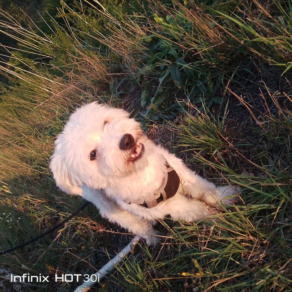 26 sierpnia świętowaliśmy Międzynarodowy Dzień Psa. Oto pupile naszych Czytelników.
