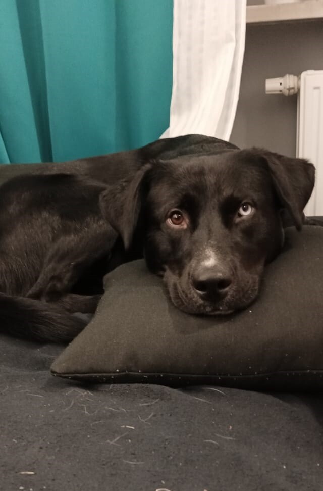 26 sierpnia świętowaliśmy Międzynarodowy Dzień Psa. Oto pupile naszych Czytelników.