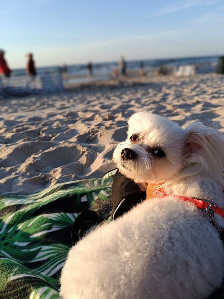 26 sierpnia świętowaliśmy Międzynarodowy Dzień Psa. Oto pupile naszych Czytelników.