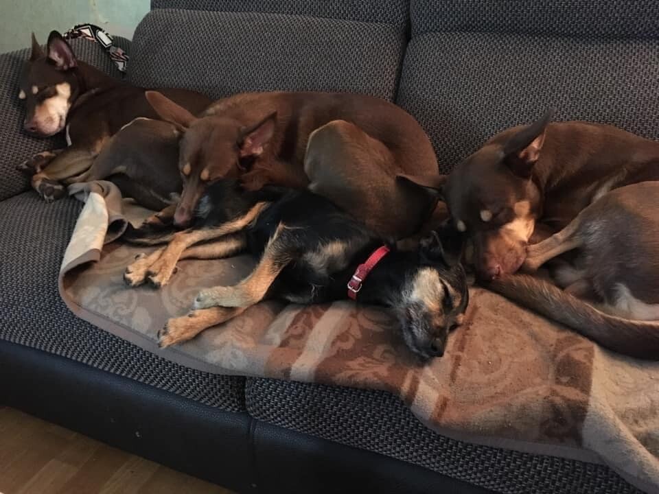 26 sierpnia świętowaliśmy Międzynarodowy Dzień Psa. Oto pupile naszych Czytelników.