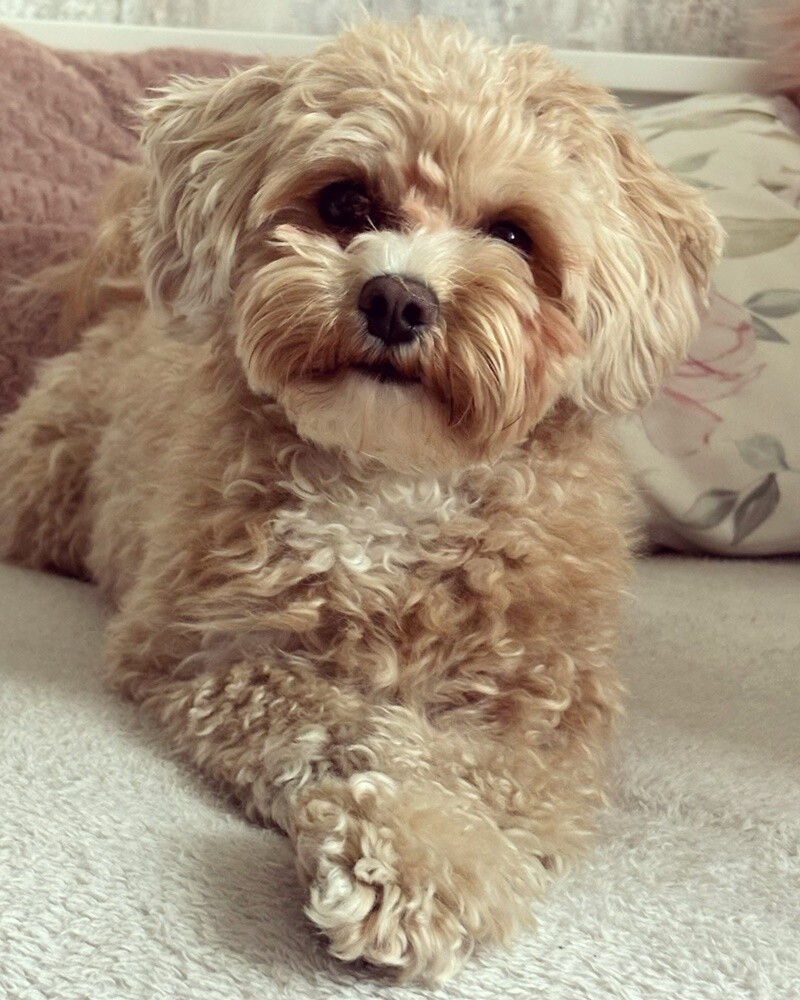 26 sierpnia świętowaliśmy Międzynarodowy Dzień Psa. Oto pupile naszych Czytelników.