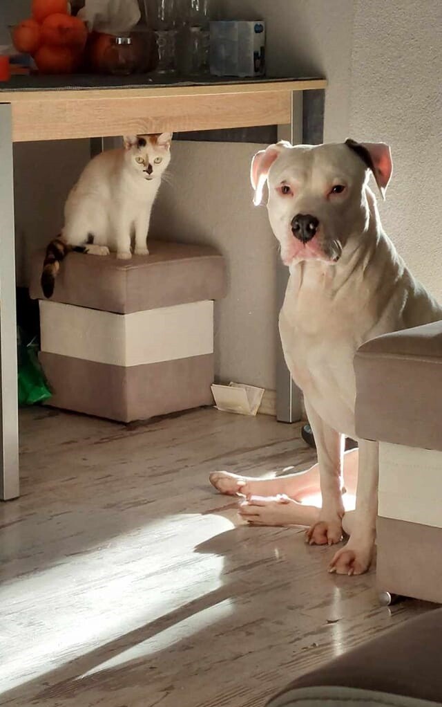 26 sierpnia świętowaliśmy Międzynarodowy Dzień Psa. Oto pupile naszych Czytelników.