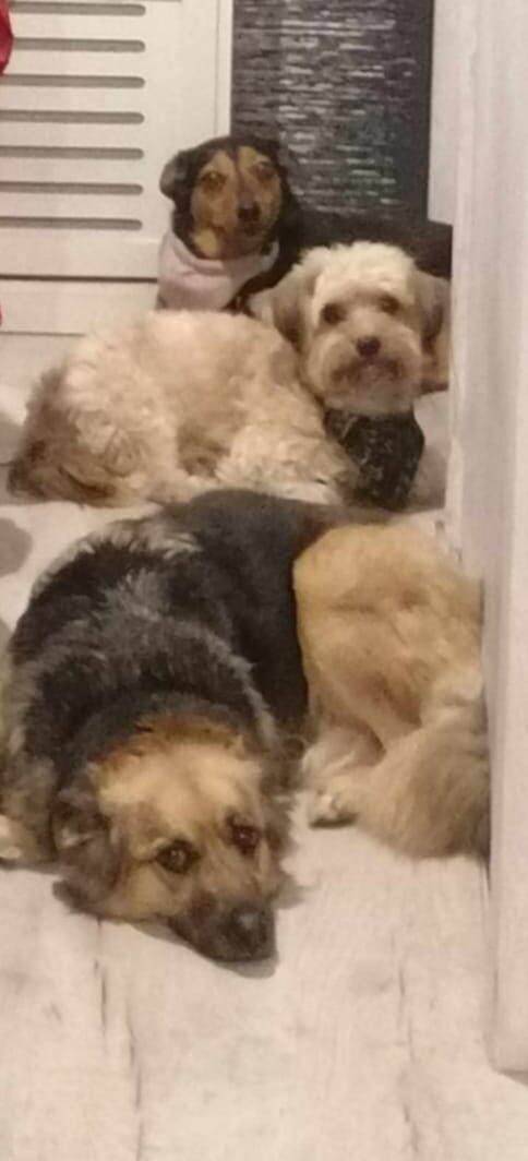 26 sierpnia świętowaliśmy Międzynarodowy Dzień Psa. Oto pupile naszych Czytelników.