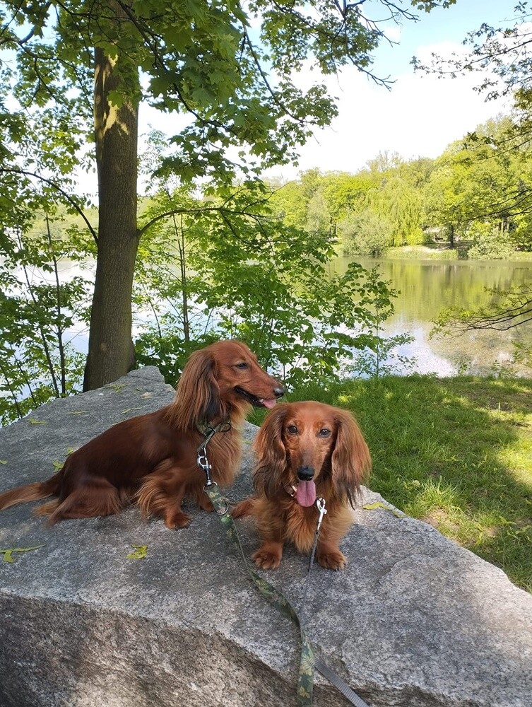 26 sierpnia świętowaliśmy Międzynarodowy Dzień Psa. Oto pupile naszych Czytelników.
