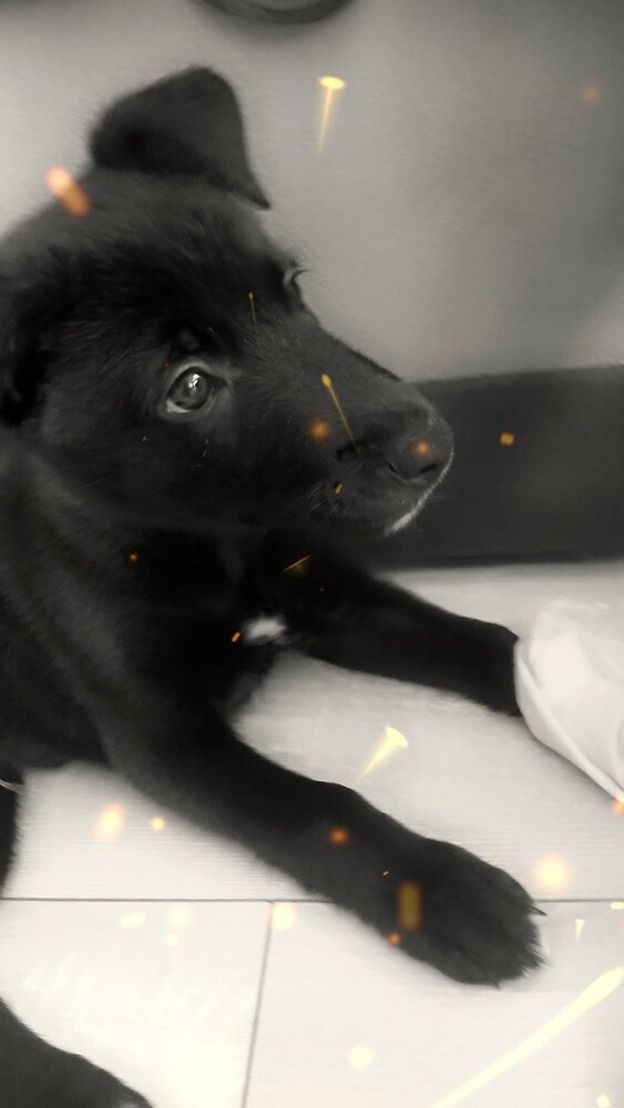 26 sierpnia świętowaliśmy Międzynarodowy Dzień Psa. Oto pupile naszych Czytelników.