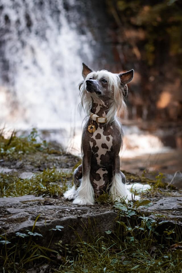 26 sierpnia świętowaliśmy Międzynarodowy Dzień Psa. Oto pupile naszych Czytelników.