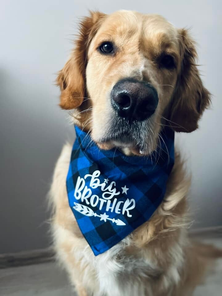 26 sierpnia świętowaliśmy Międzynarodowy Dzień Psa. Oto pupile naszych Czytelników.