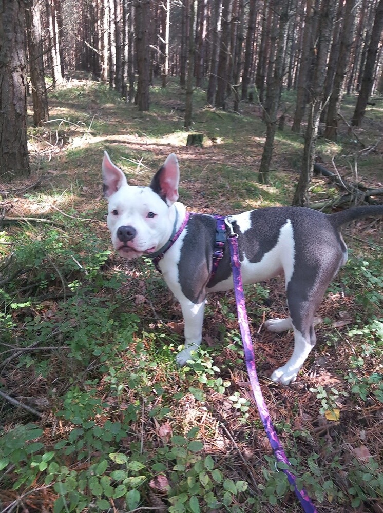 26 sierpnia świętowaliśmy Międzynarodowy Dzień Psa. Oto pupile naszych Czytelników.